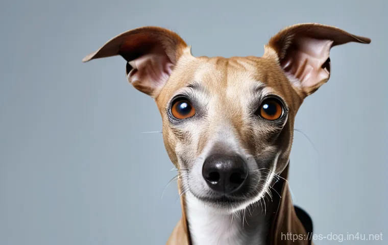 이탈리안 그레이하운드 성격 - Here are three detailed image generation prompts in English, based on the provided text about Italia...