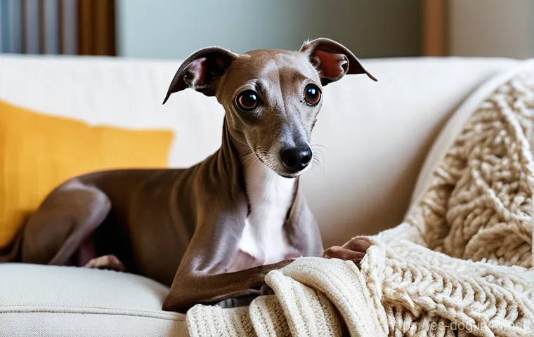 이탈리안 그레이하운드 성격 - Prompt 1: Unconditional Attachment and Comfort**