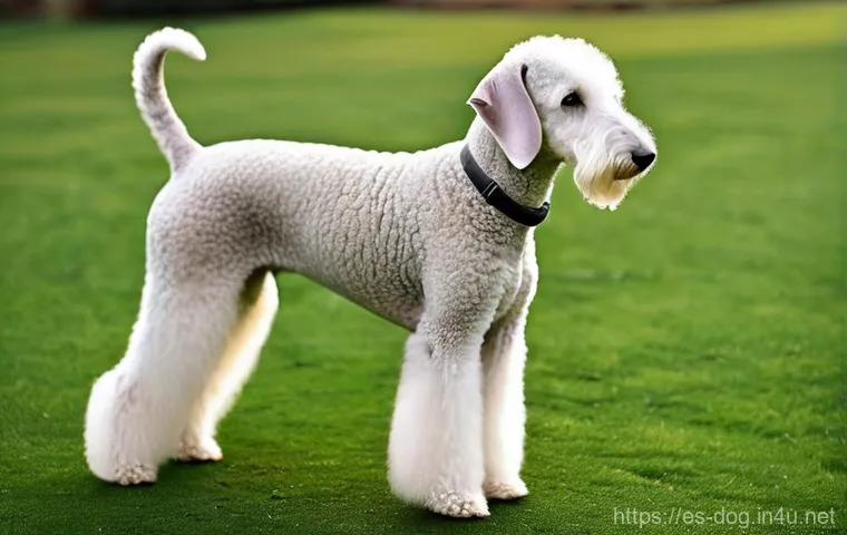 베들링턴 테리어 털 관리 - **"Lamb-like Elegance"**
    A majestic Bedlington Terrier, standing gracefully, perfectly embodying...