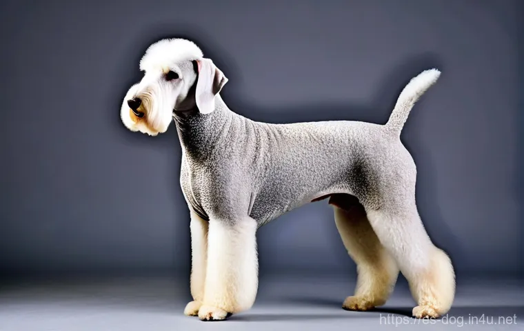 베들링턴 테리어 털 관리 - **"Pampered Grooming Session"**
    A heartwarming indoor scene featuring a contented Bedlington Ter...