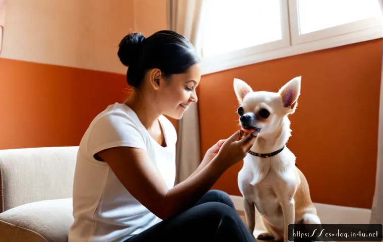 치와와 짖음 조절법 - Photorealistic small Chihuahua calmly sitting beside an adult owner in a bright Spanish-style apartm...
